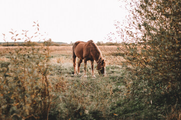 Fototapeta na wymiar brown horse grazes on an autumn field