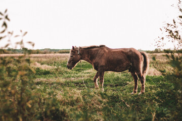 brown horse grazes on an autumn field