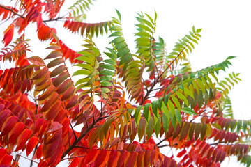 a beautifully dressed branch in the colors of autumn