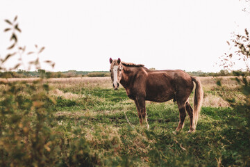 brown horse grazes on an autumn field