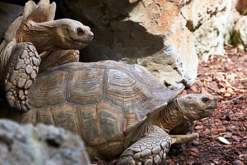 side shot of beautiful leopard tortoises reproducing in a zoo in valencia spain