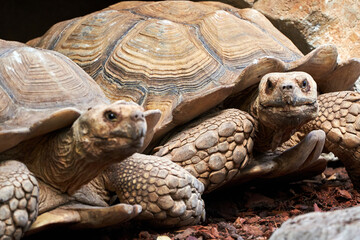 beautiful close up of a pair of leopard tortoises in a zoo in valencia spain