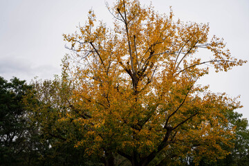 Fototapeta premium A park with good air