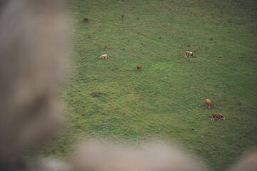 Cows grazing in meadow in Croatia