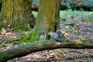 Squirrel on a log in Coombe Abbey park, Coventry, England, UK