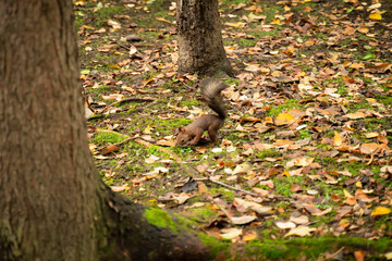 Naklejka na ściany i meble Natural squirrel lurking in the park
