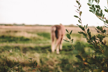brown horse grazes on an autumn field