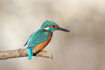 Eisvogel