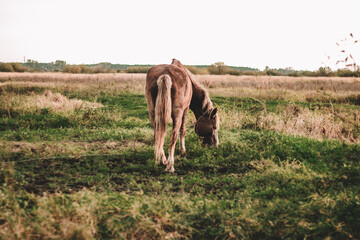 brown horse grazes on an autumn field