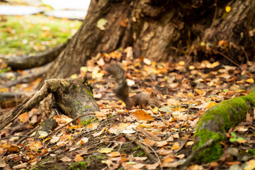 Naklejka na ściany i meble Natural squirrel lurking in the park