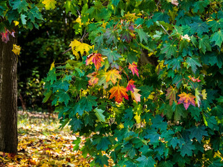 Maple leaves in the Autumn 