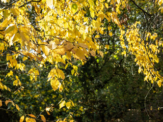 Maple leaves in the Autumn 