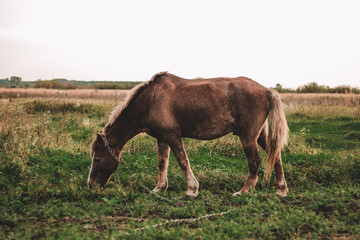 brown horse grazes on an autumn field