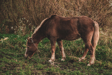 brown horse grazes on an autumn field
