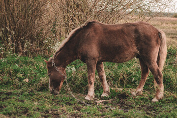 Fototapeta premium brown horse grazes on an autumn field
