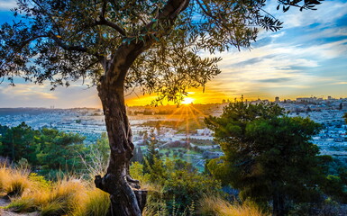 Obraz premium Beautiful sunlit view of Jerusalem's Old City landmarks: Temple Mount with Dome of the Rock, Golden Gate and Mount Zion in the distance; with sun busting through olive tree branches on Mount of Olives