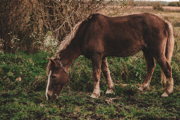 brown horse grazes on an autumn field