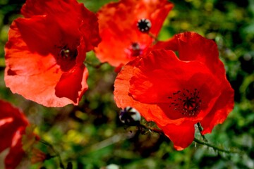 red poppy flowers