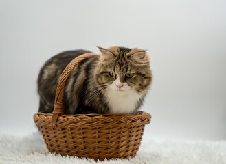 Obraz na płótnie Canvas cat in basket