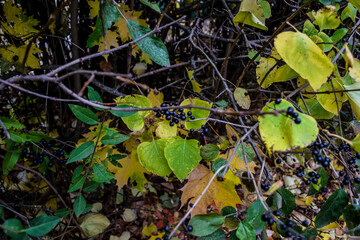 Autumn leaves on a branch, berries
