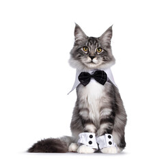 Handsome black tabby silver Maine cat, wearing bow tie around neck and cuffs around paws. Sitting...