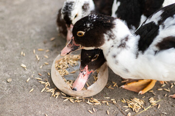 musky ducks eat oats