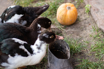 musky ducks drink water
