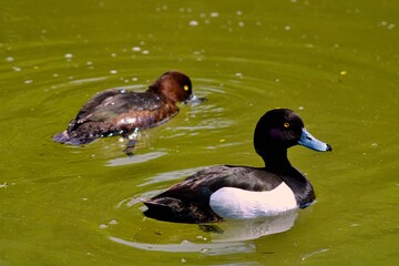 A pair of tufted ducks swimming on a local pond