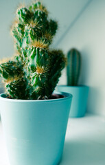 Cactus, home plants on the windowsill.