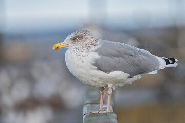 Möwe auf dem Geländer