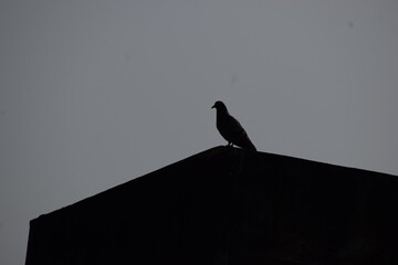 Bird on the roof