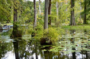 Cypress Gardens in Moncks Corner near Charleston in South Carolina, USA, summer, water lilies, swampland, reflections in water, movie location