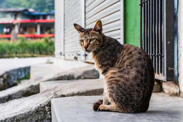 Domestic Striped Cat is Sitting on the Steps of the House