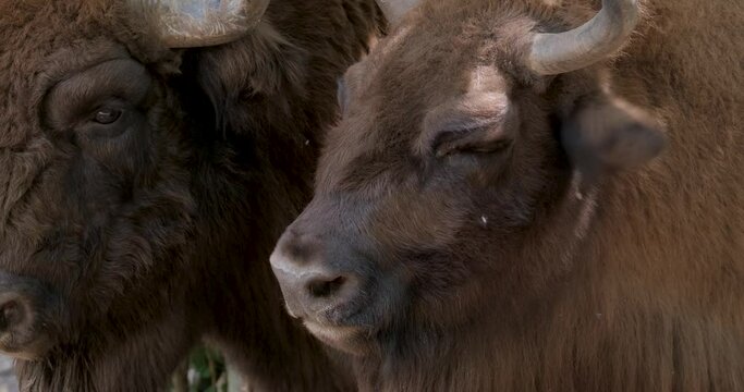 Close up of Bison UHD 4K