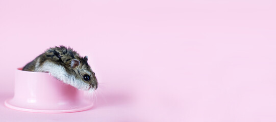 One Djungarian dwarf hamster is eating and sitting on the plastic bowl on the pink background. banner. hamster portrait