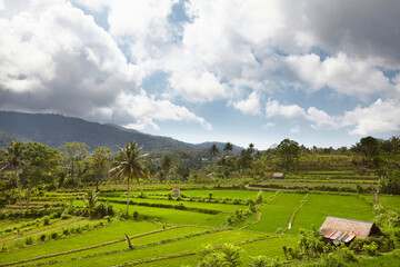 Fototapeta na wymiar Landscape of young watered rice-field with some coconut palm and a little hut in Bali island