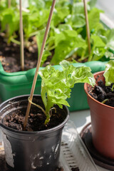 Growing lettuce on the windowsill at home. Green salad sprouts and chopsticks. Small pots of earth. Shallow depth of field. Vertical.