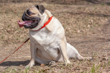 Fat Pug is sitting in the forest in a funny pose. Open mouth and long tongue. Looks to the side. Red leather collar and brown leash. Copy space. Horizontal.