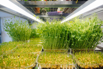 Juicy and young sprouts of micro greens in the greenhouse. Growing seeds. Healthy eating