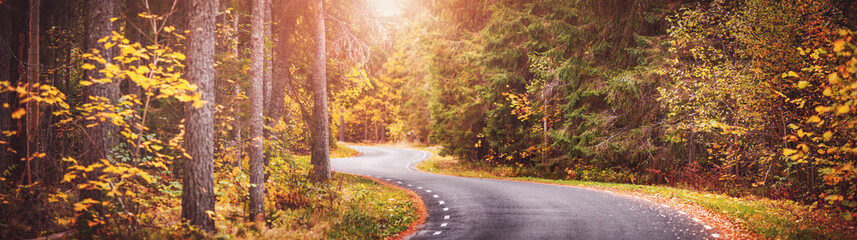 Fototapeta premium Asphalt road with beautiful trees on the sides in autumn
