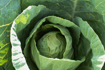 Top view of cabbage in the garden