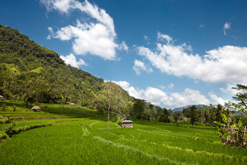 Landscape of young watered rice-field with some coconut palm and a little hut in Bali island