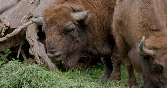 Close up of Bison UHD 4K