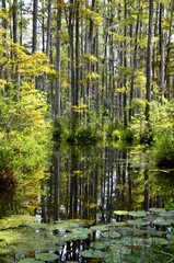 Fototapeta premium Cypress Gardens in Moncks Corner near Charleston in South Carolina, USA, summer, water lilies, swampland, reflections in water, movie location 