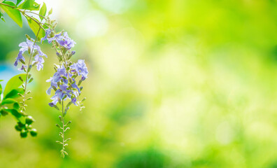 Purple flowers in beautiful nature on blurred background