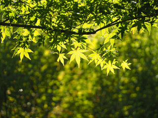 まだ色づいていないモミジ