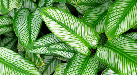 Green leaves with white stripes of Calathea majestica.