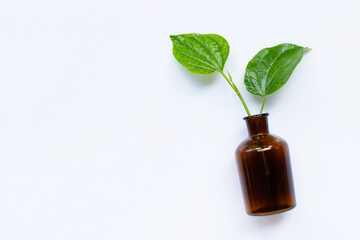 Piper sarmentosum or Wildbetal leafbush with essential oil bottle on white background.