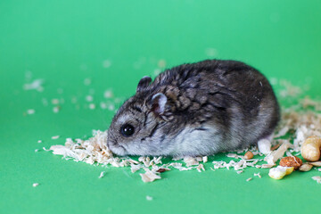 A cute Djungarian dwarf hamster eats dry grain feed. isolated on green background