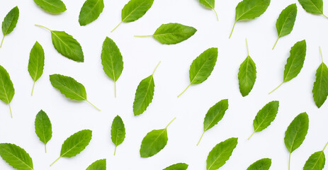 Fresh sweet basil leaves on white background.